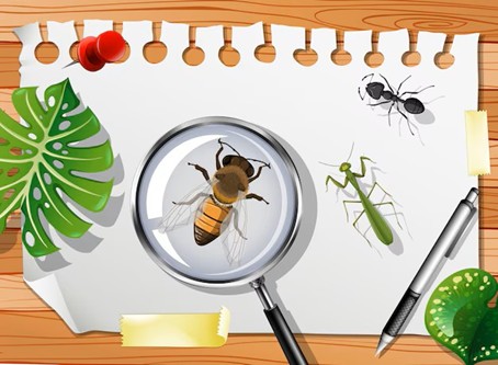 2025 bricolo science